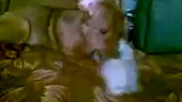 Котенок против собаки смотреть онлайн