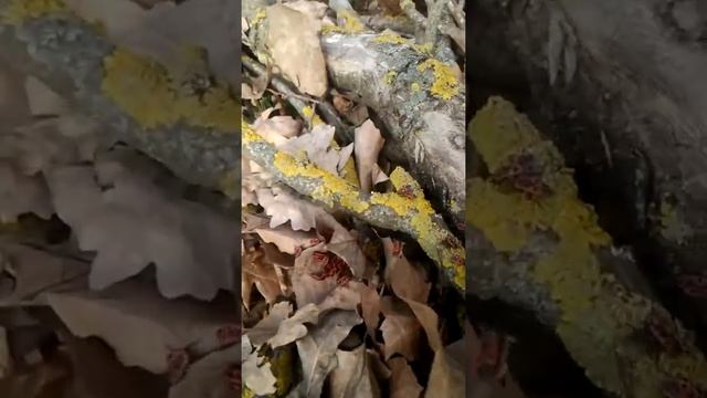 Жуки пожарники смотреть онлайн