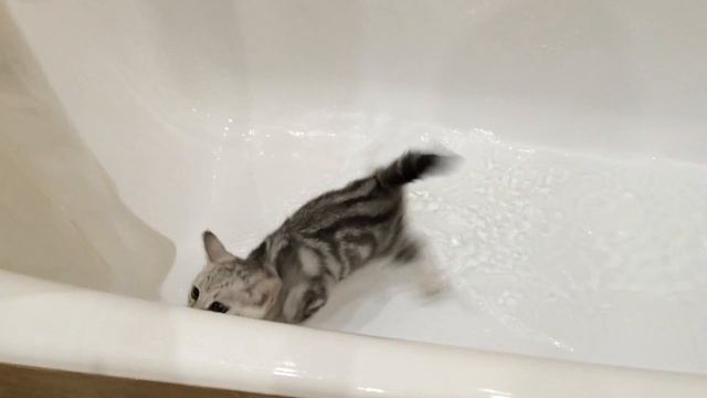 Кот Бонни упал в воду, настоящая кошачья паника смотреть онлайн
