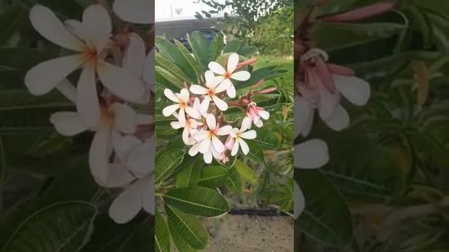 CALACHUCHI (PINK HAWAIIAN PLUMERIA) смотреть онлайн
