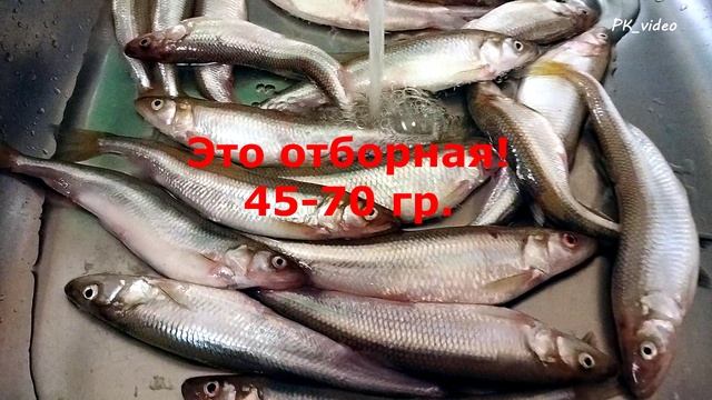 Корюшка. Сезон 2022 в Калининграде..mp4