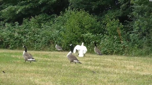 Гуси против лебедей / Geese against swans смотреть онлайн