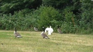Гуси против лебедей / Geese against swans