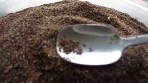 Лофант тибетский. Мёдонос - саженцы , семена 2016 г.