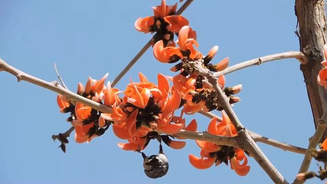 Great Tit (Parus major) on a full blossom Butea monosperma tree | Shakambhari смотреть онлайн