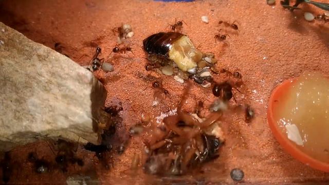 Camponotus Fellah Eat Blaptica Dubia
