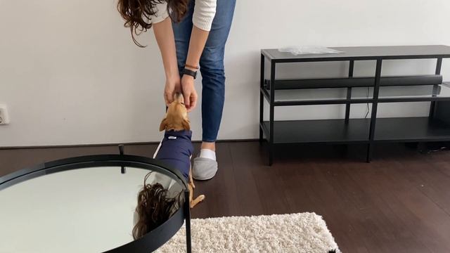 Две собаки лучше, чем одна. Чихуахуа знакомятся. Атака на вилку! #amydog