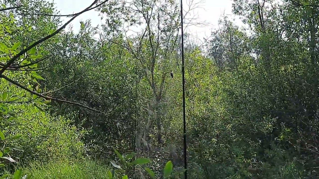 Подгатовка места 9.08.2022 год. смотреть онлайн