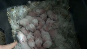 Осмотр гнезда у кроликов новорожденные крольчата