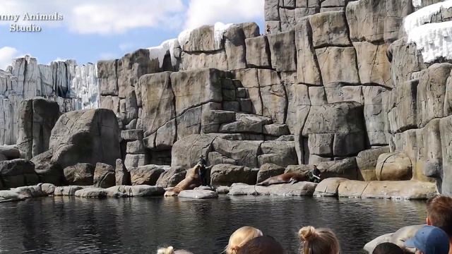 Пингвины, морские котики, полярные медведи в Гамбургском зоопарке "Хагенбек" смотреть онлайн