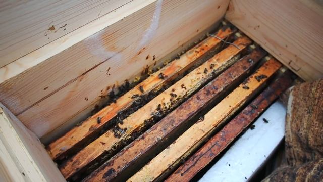 Вот пчёлы и погибли! Замер влажности в улье не удался! смотреть онлайн