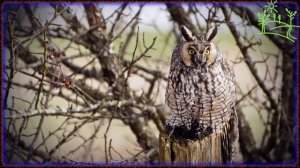 Голоса птиц как поёт Ушастая сова (Asio otus).mp4