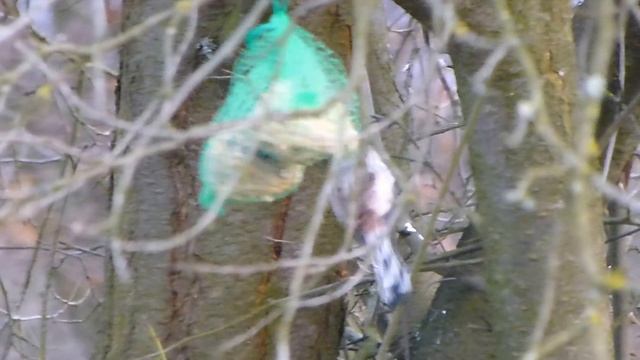 Mlynaříci dlouhoocasí - The Long-tailed Bushtit (Aegithalos caudatus) смотреть онлайн