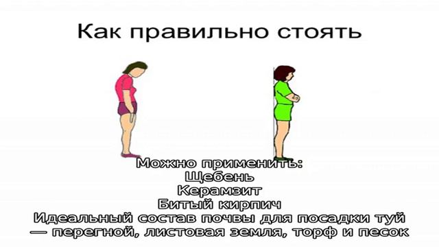 Выращивание туи: посадка семенами и черенками, уход, обрезка, болезни смотреть онлайн