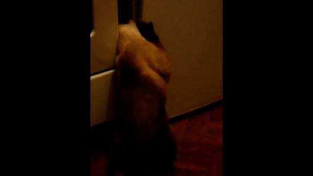 kuzia смотреть онлайн