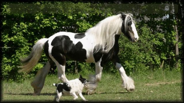 The Rainbow Bridge by Kimmer and Company (Formerly Kelegant Pet Memorials) смотреть онлайн