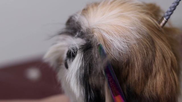 Shih tzu puppy - Shih tzu first grooming смотреть онлайн