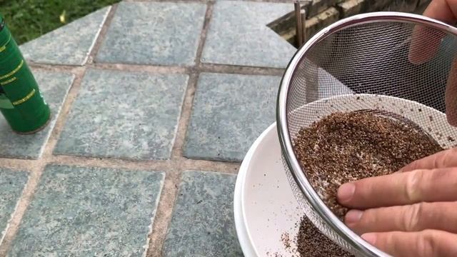 Broadleaf Plantain Seed Harvesting Plantago Major