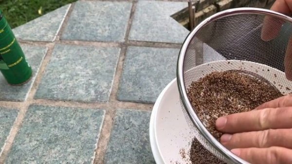 Broadleaf Plantain Seed Harvesting Plantago major