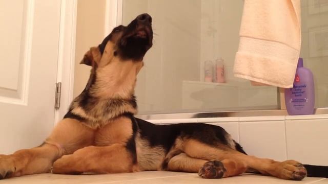 Овчарка поет дуэтом с хозяином смотреть онлайн