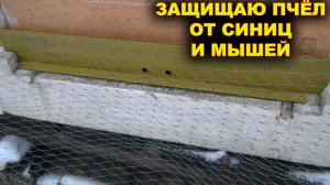 Защита пчёл от мышей и синиц.