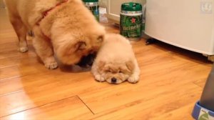 ЧАУ-ЧАУ – Всё о породе. Боевой пёс с плюшевой внешностью!