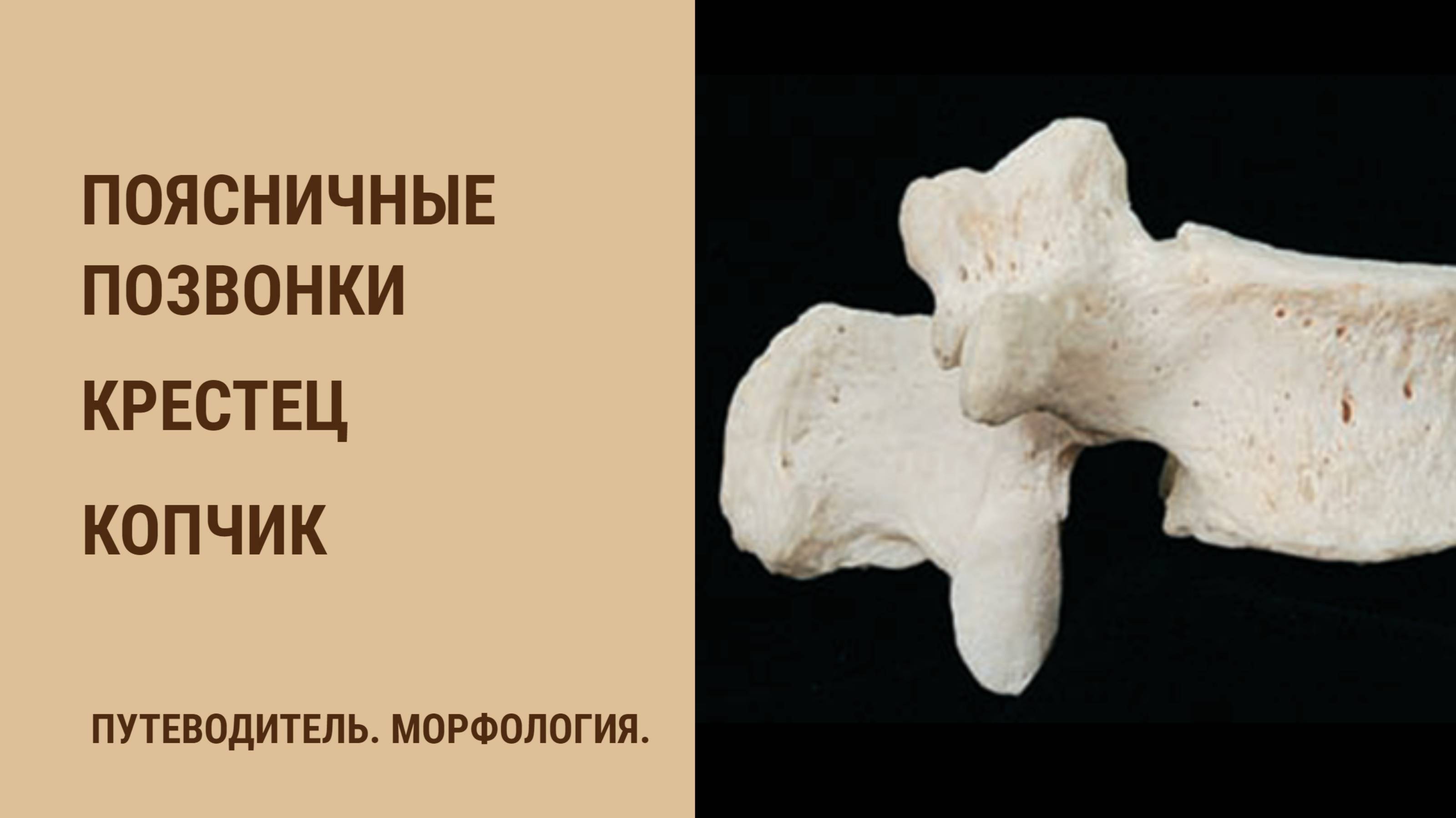 Поясничные позвонки - особенности строения. Крестец. Копчик. смотреть онлайн