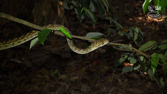 Scrub python, the largest snake of Australia смотреть онлайн