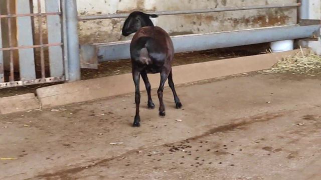 Гиссарские овцы Узбекистан продажа ватсап телеграм +998935758881 хозяйства Азиз смотреть онлайн