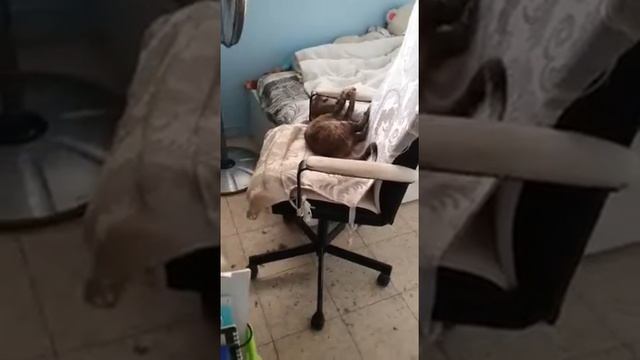 Молька и компютерный стул смотреть онлайн