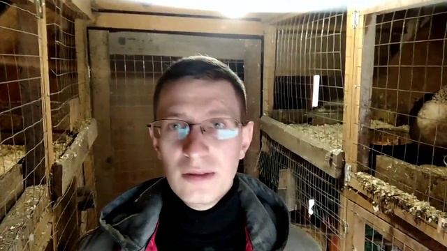 Какую породу кур выбрать? Что нужно знать! Амерауканы гуляют смотреть онлайн