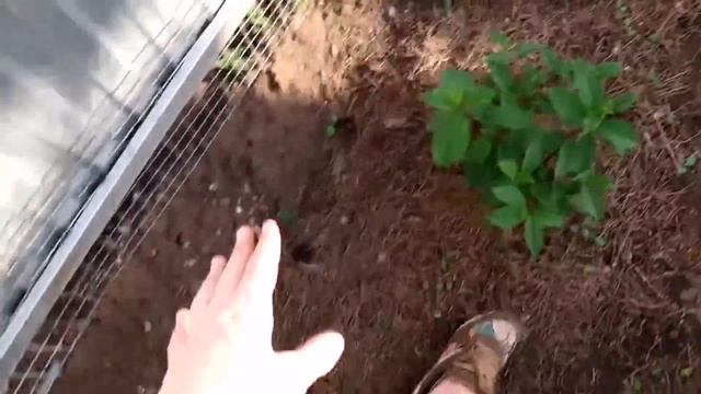 Дачный влог на 3х сотках/успехи начинающего садовода/дом ломаем цветы сажаем вредителей травим?