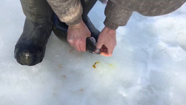 Обзорное видео с водоёма- ловля форели со льда !!! смотреть онлайн