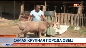 САМАЯ КРУПНАЯ ПОРОДА ОВЕЦ