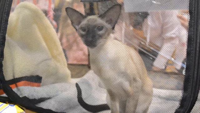 Выставка кошек Экспокот смотреть онлайн