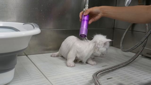 Adorable Maine Coon Kittens смотреть онлайн