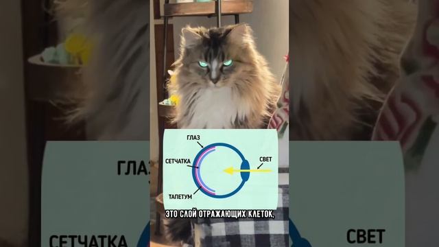 Почему у кошки светятся глаза в темноте #кот #коты #short смотреть онлайн