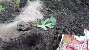 Как поймать медведку...