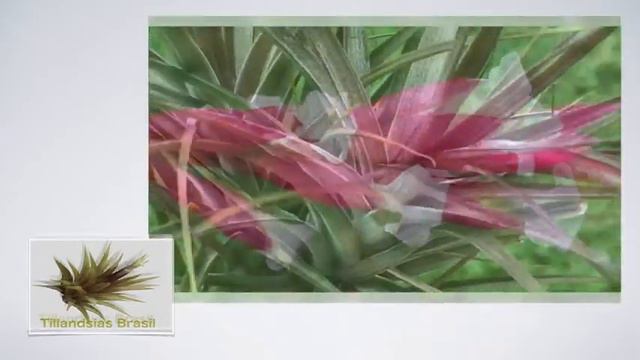 Maravilhosa Tillandsia Tenuifolia Amethystina