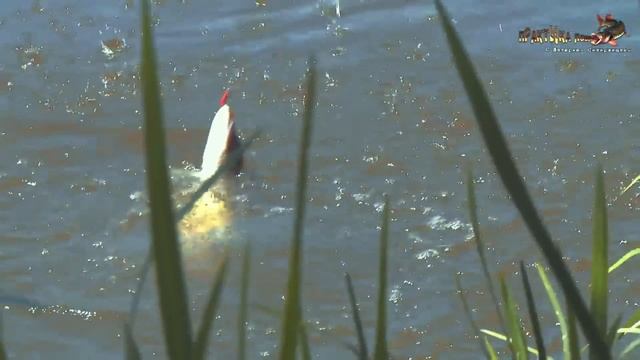 Пять советов по ловле на вращающиеся блесны. Вопрос-ответ смотреть онлайн