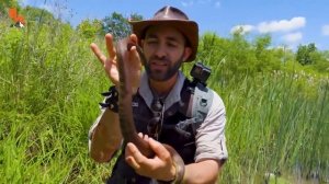 УКУСИЛА ЗМЕЯ. Ядовитая! Укус американского северного ужа.