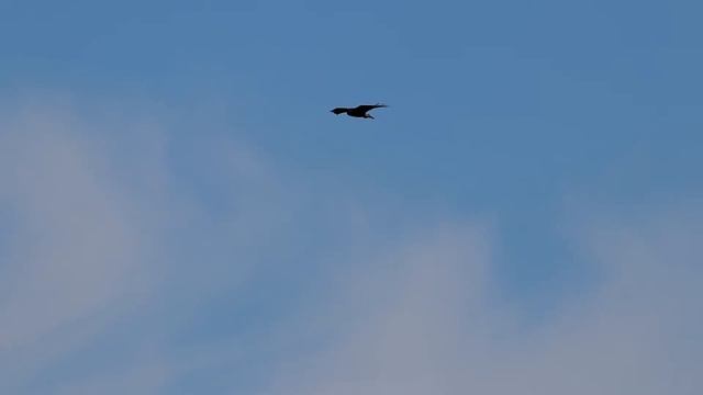 Обыкновенный канюк (сарыч) в режиме зависания. Buteo buteo. Птицы Беларуси. смотреть онлайн