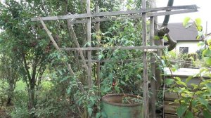 Томатное дерево: первый урожай