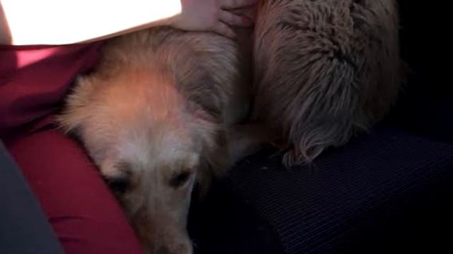 Пёс с засохшей булочкой во рту растопил сердца спасателей смотреть онлайн