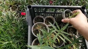 Гипсофила уход, черенкование. Продолжение.