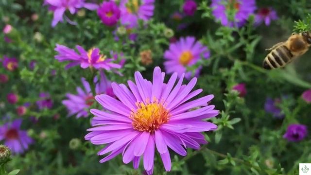 Beautiful Flowers | Flower Blooming Time Lapse With Amazing Nature Scenery | The Best Relax Music смотреть онлайн