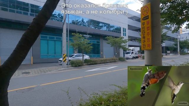 Подарки от мужа корейца не день рождения. Катя и Кюдэ/Южная Корея смотреть онлайн