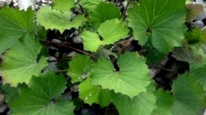 Чем полезна мать и мачеха. Применение в народной медицине