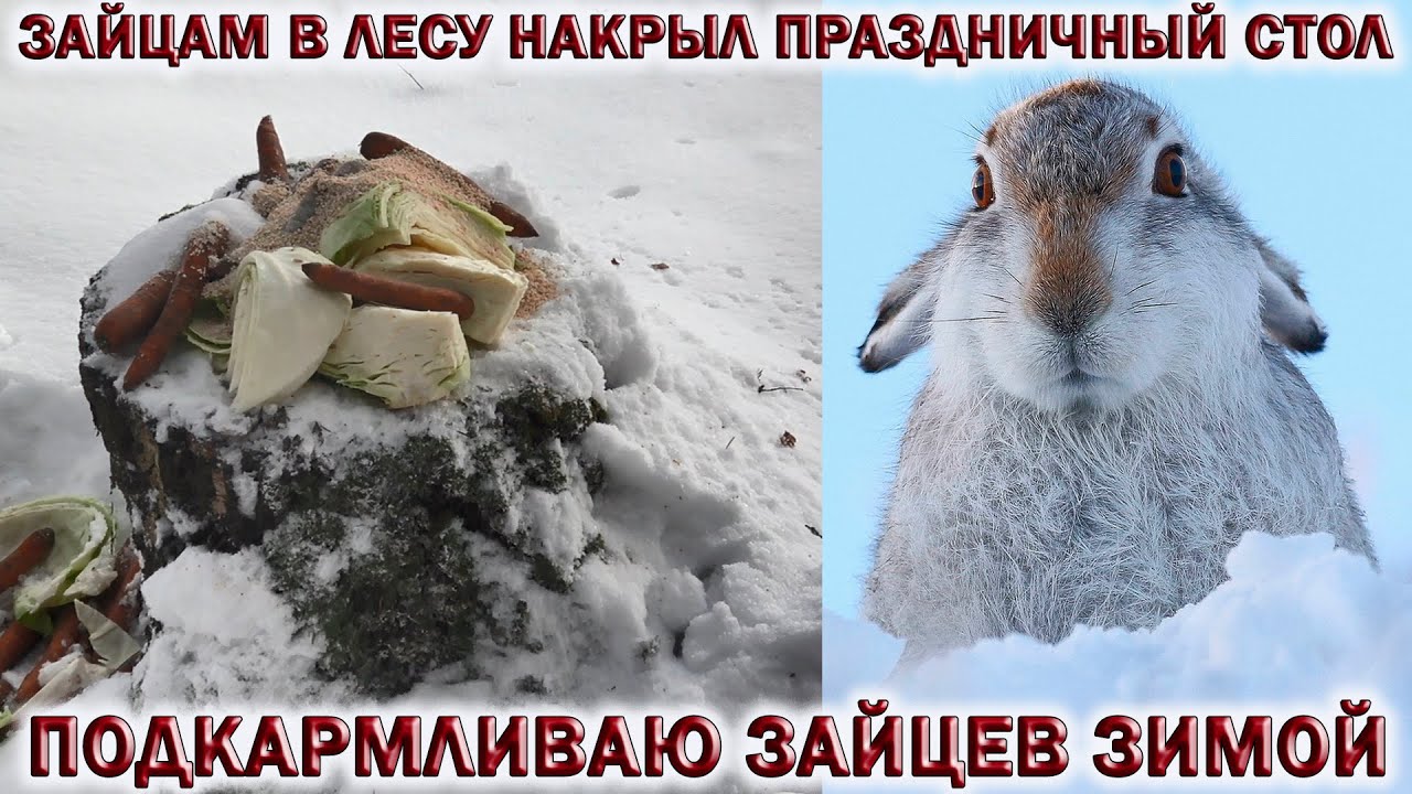 ❗ЗАЙЦАМ В ЛЕСУ НАКРЫЛ ПРАЗДНИЧНЫЙ СТОЛ.?ПОДКАРМЛИВАЮ ЗАЙЦЕВ ЗИМОЙ В ЛЕСАХ ПОДМОСКОВЬЯ.❄ЯНВАРЬ смотреть онлайн