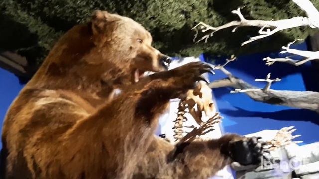 Как мы снимали Крокус сити океанариум. Backstage смотреть онлайн